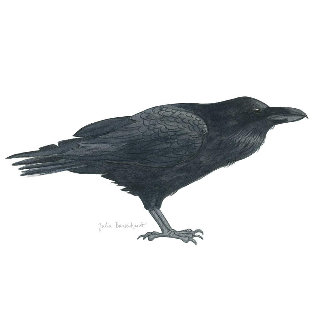 common raven in watercolor by Julia Bausenhardt