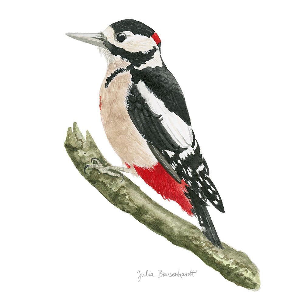 Woodpecker in watercolor by Julia Bausenhardt