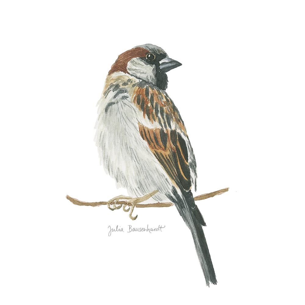 House sparrow in watercolor by Julia Bausenhardt
